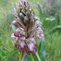 Giant orchid