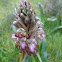 Giant orchid
