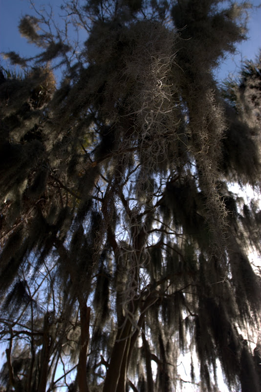 Spanish Moss