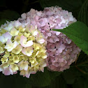 Endless Summer Hydrangea