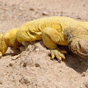 Spiny Tailed Lizard