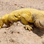 Spiny Tailed Lizard