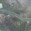Anguia (gl), Anguila europea (es), European eel (uk)