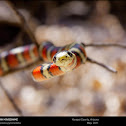 Arizona Mountain Kingsnake