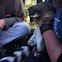 Ringtail cat