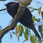 Satin Bowerbird (male)