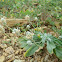 Hare's-foot Plantain