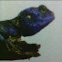 Rainbow Lizard