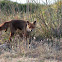 Sardinian Fox