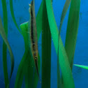 Striped Shrimpfish