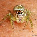 Jumping Spider