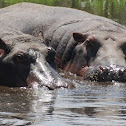 Hippopotamus