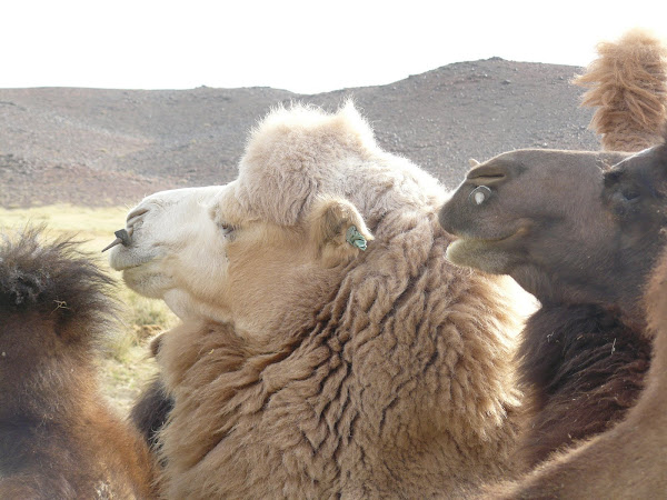 White Bactrian Camel | Project Noah