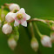 Spreading Dogbane