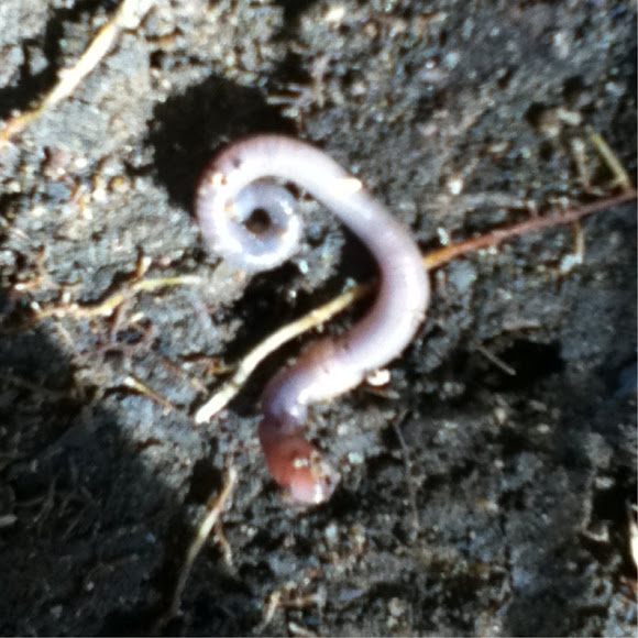 Spotting Image 1