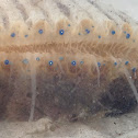 Bay Scallop