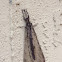 Antlion