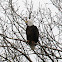 bald eagle