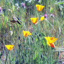 California Poppy