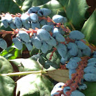 Leatherleaf Mahonia