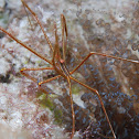Yellowline Arrow Crab(Spider crab)