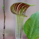 Jack in the Pulpit