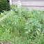 Judith505's Vegetable garden