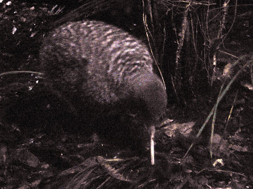 02%20Great%20Spotted%20Kiwi%20Named%20Atu.jpg?imgmax=512 (57005 bytes)