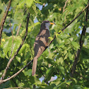 Yellow-billed Cuckoo