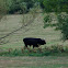 Heck Cattle