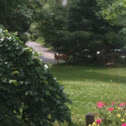White-tailed Deer