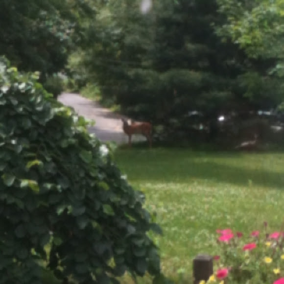 Spotting Image 1