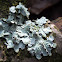 Greenshield Lichen