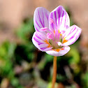 Spring Beauty