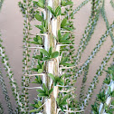 Ocotillo
