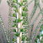 Ocotillo