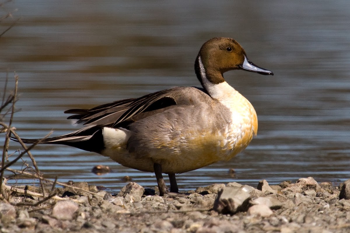 Northern Pintail