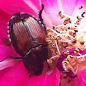 Japanese Beetle
