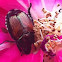 Japanese Beetle