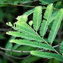 Avla Leaf