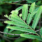 Avla Leaf