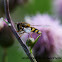 Hoverfly