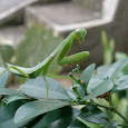 Mantises of Java