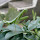 Mantises of Java