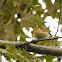 Tennessee Warbler