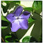 Periwinkle