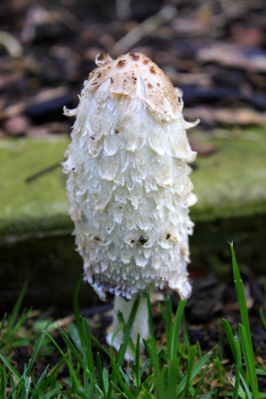 Spotting Image 1