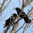 Common Ravens