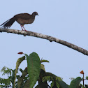 Speckled Chachalaca