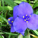 Spiderwort